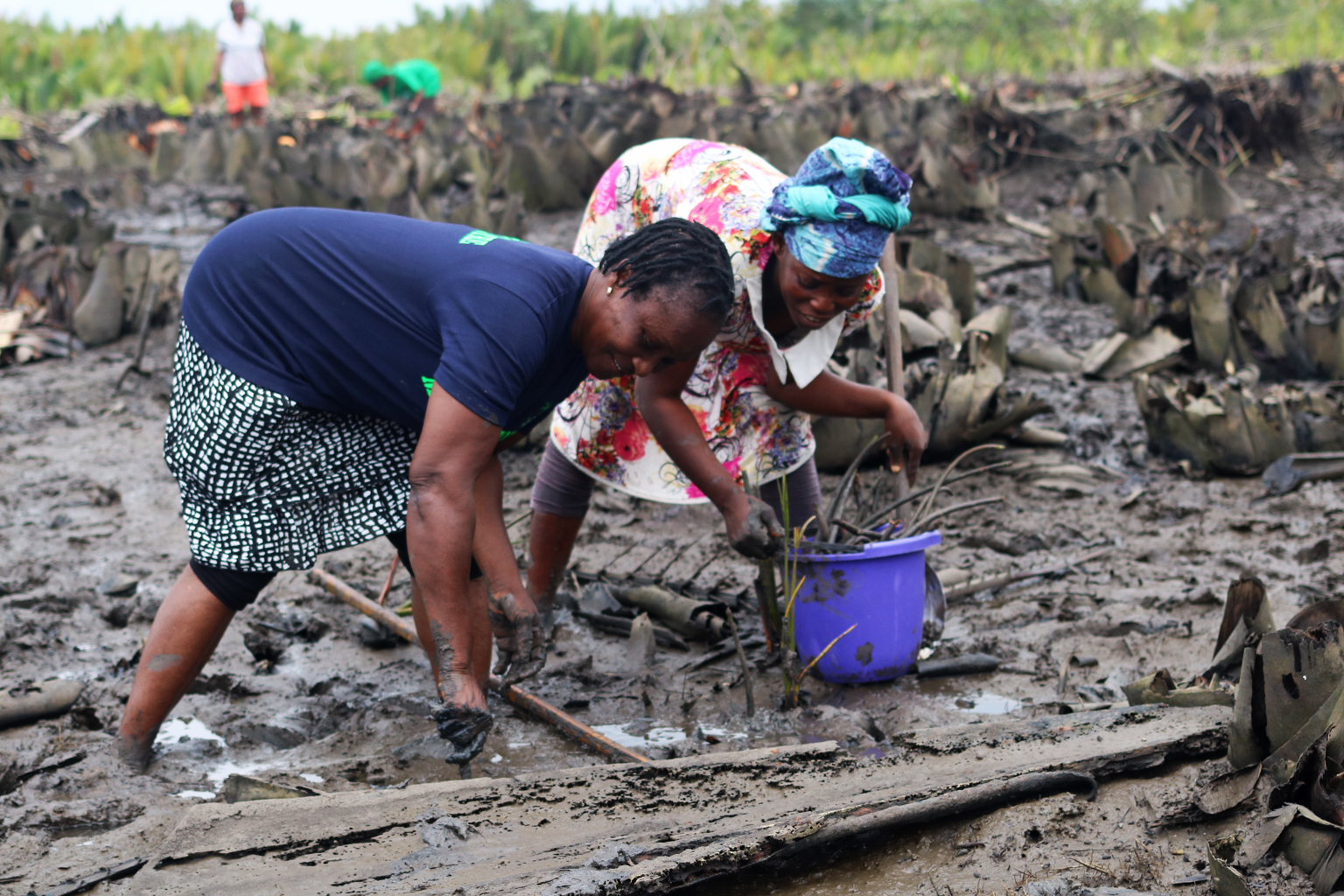 Mangrove Restoration
